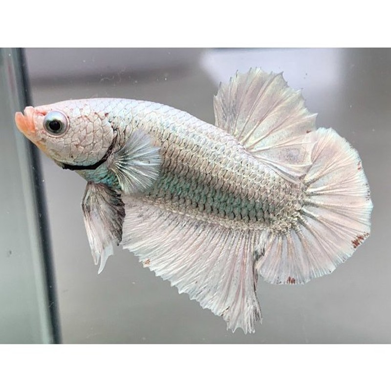 熱帯魚】【一点物】ベタ メタリカ PK B ♂[生体] 通販 LINEポイント最大0.5%GET | LINEショッピング