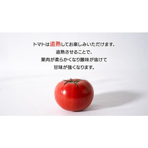 ふるさと納税 茨城県 筑西市  スーパーフルーツトマト 中箱 約1.2kg × 2箱  糖度9度 以上 野菜 フルーツトマト フルー…