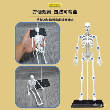 【關節靈活】人體仿真骨骼骨架DIY組裝解剖結構拚裝模型科敎 UB8V