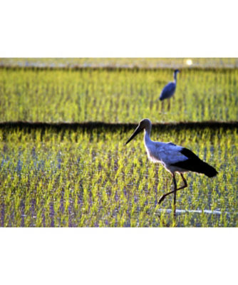 銀座米屋彦太郎 ギンザコメヤヒコタロウ 特別栽培米 兵庫県但馬産 コウノトリ育むお米 いのちの壱 