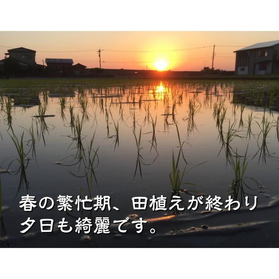 令和5年産 新米 無農薬 有機米 天日干し コシヒカリ 白米 5kg  天地の誉 お米