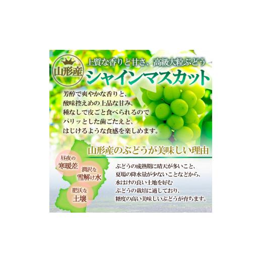 ふるさと納税 山形県 山形市 山形のシャインマスカット 優品 1房 約500g[9月中旬〜10月中旬お届け] FS23-648