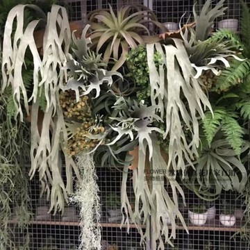 仿真特大鹿角蕨垂掛裝飾綠植熱帶雨林蝙蝠蕨垂吊壁掛插花家居餐廳