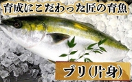 ぶり 2節 約10人前 薬味 醤油付き セット 須崎 高知 鰤 ブリ