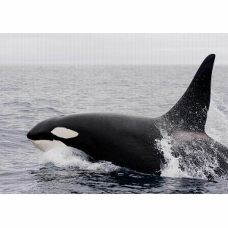 絵画風 壁紙ポスター 海の王者 シャチ 最強捕食者 オルカの勇姿 アラスカ沖 グランパス 海 Orca 011a1 A1版 0mm 585mm 通販 Lineポイント最大1 0 Get Lineショッピング