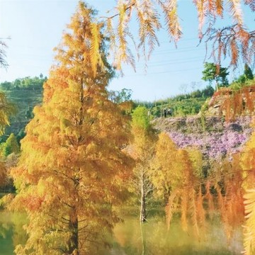 苗栗旅遊｜一年好景君須記.最是葉紅橘黃時.秋冬唯美引意境.羽松染赤橘飄香一日｜大人囝仔_26TWMLIMEI