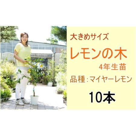 ふるさと納税 鉢植え レモンの木 大きめサイズ 4年生 苗 10本 配送不可 北海道 沖縄 離島 福岡県朝倉市