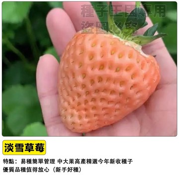 淡雪草莓種子 白色草莓苗 日本品種 白寶石草莓 粉白果實 陽台盆栽 室內可種 四季開花 香氣濃郁 自種樂趣 台灣適用