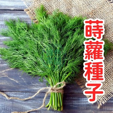 居家香料盆栽｜新鮮香草種子｜四季易種蒔蘿籽｜西餐調味必備｜魚類料理好搭檔｜自栽食用安心｜水耕土耕皆宜｜限量小包裝