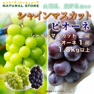 [最短順次発送]  シャインマスカット 2房 ピオーネ 1房 計1.8kg以上 山梨県 夏ギフト お取り寄せ 夏ギフト お中元 御中元