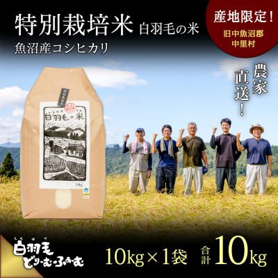 ふるさと納税 十日町市 令和5年産　農家直送!魚沼産こしひかり　特別栽培米「白羽毛の米」精米10kg