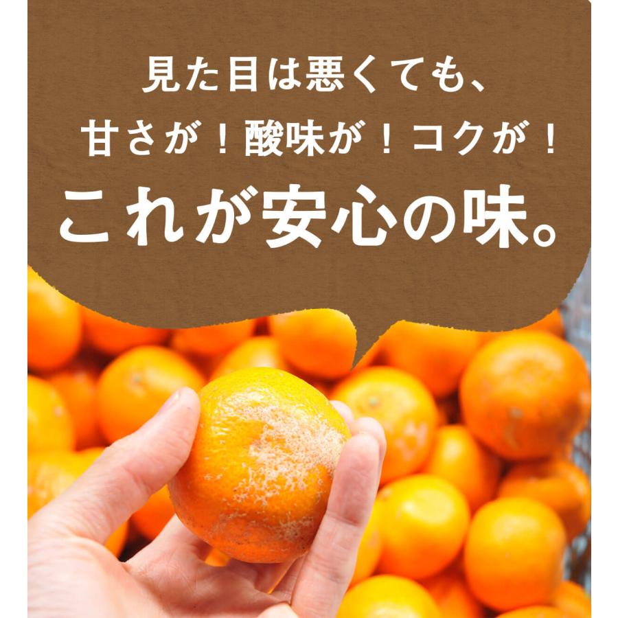 みかん 三ヶ日みかん 静岡県産 3kg 特別栽培農産物 減農薬 化学肥料不使用 訳あり ジュース用 ご家庭用 にんじんジュースにも最適