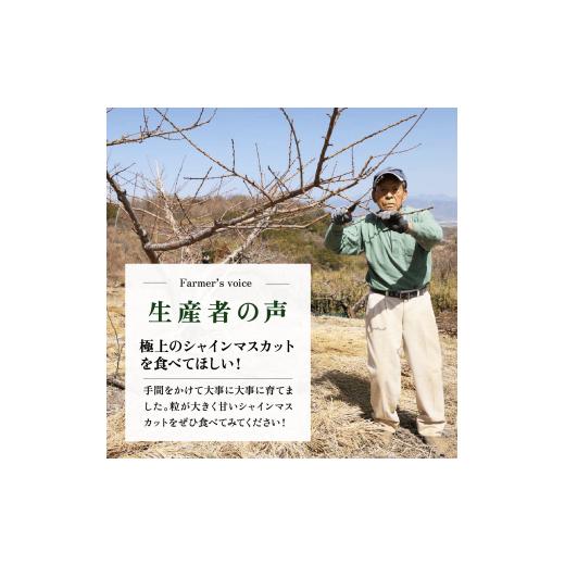 ふるさと納税 山梨県 笛吹市 超朝採れシャインマスカット 2〜3房 約1.2kg 山梨県 笛吹市 ※冷蔵配送 (2024年9月中旬から順次発送予定) …