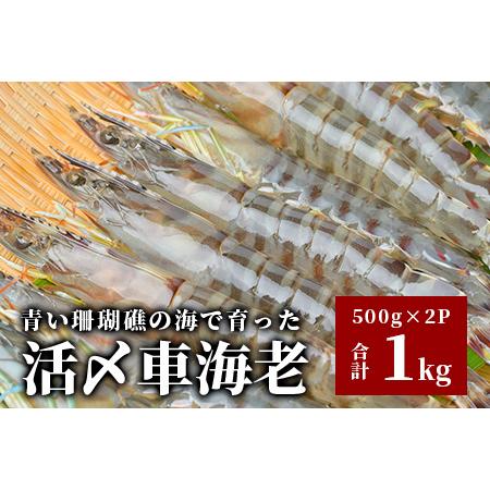 ふるさと納税 車えび1kg50尾 〜 65尾 沖縄県 石垣島 石垣市 クルマエビ くるまえび SサイズBE-6 沖縄県石垣市