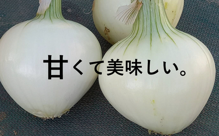 新たまねぎ3kg 野菜 サラダ 玉ねぎ たまねぎ スープ カレー たまねぎ 国産 オニオン お取り寄せ 常温 送料無料 青果市場 愛媛県 愛南町 発送:11月上旬～