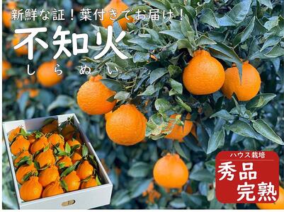 太陽園の葉付き　不知火 　5kg　（ハウス栽培）　完熟　収穫翌日発送！／ORYY推薦