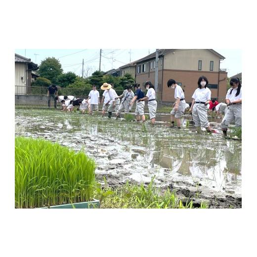 ふるさと納税 埼玉県 羽生市 令和5年産 彩のかがやき 玄米 10kg 低農薬 新米