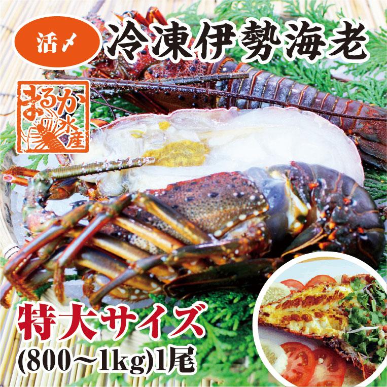 伊勢海老　冷凍（加熱用）　特大（800g〜1kｇ）1尾　　[魚介類]　（活〆冷凍）