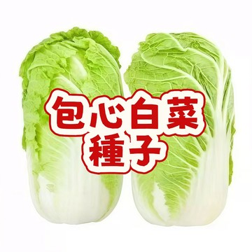 台灣包心白菜種子 結球白菜種籽 山東白菜苗 甘藍菜籽 居家陽台菜園 四季易種 耐熱耐寒 農友推薦 高發芽率 現貨速發