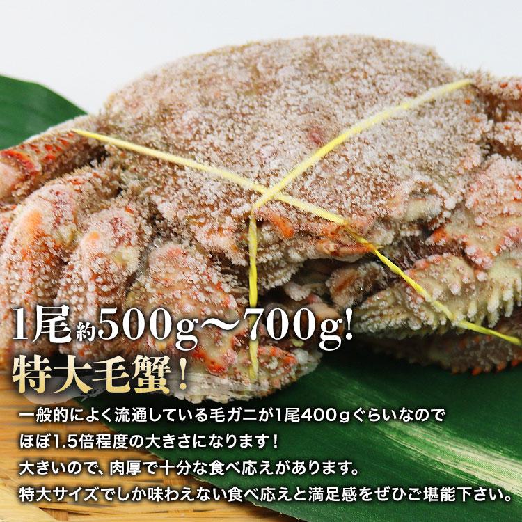 ロシア産 毛ガニ 大1尾 約500g〜700g ロシア産 送料無料 毛蟹 けがに ケガニ 蟹 カニ かに グルメ 優良配送 お歳暮 ギフト 10%クーポン