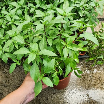 P老闆園藝~九層塔 3吋盆 6吋盆