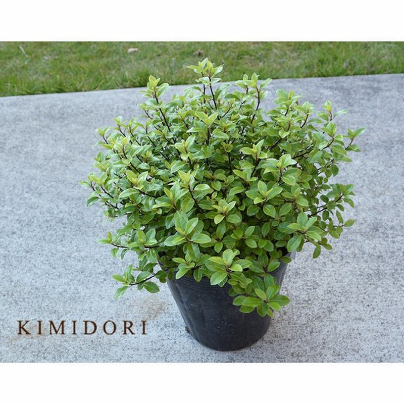 ピットスポラム エルフィン 低木 常緑 ピットスポルム 苗 トベラ 寄せ植え 目隠し ガーデニング 美しい葉 明るい 園芸 ニュージーランド シンボルツリー 通販 Lineポイント最大0 5 Get Lineショッピング
