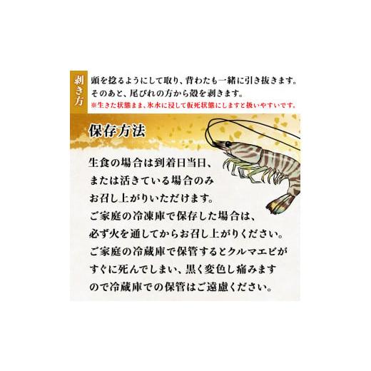 ふるさと納税 徳島県 鳴門市 活クルマエビ 750g　　※説明文をご確認ください