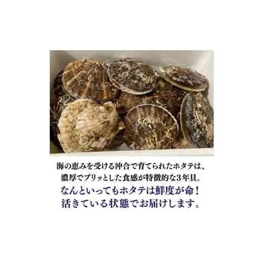 ふるさと納税 北海道 石狩市 14-042 北海道産活ほたて3kg ／ オリジナル名入れ剥きへら付き