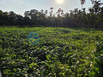竹田休閒小農M｜屏東縣竹田鄉水源段