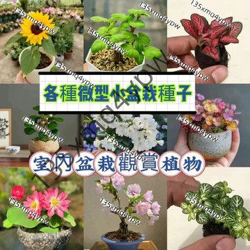 🌱【免運大熱銷】50款微型植物盆栽 松樹種子 小型櫻花 微型花卉盆栽植物種子好養活好栽培多肉迷你楓樹 月季 梔子花種子