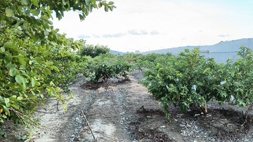 （專阿蓮段地形方正都內農地樂活農場｜高雄市阿蓮區阿蓮段
