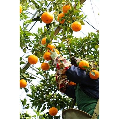 ふるさと納税 玉東町 加温ハウス栽培　不知火・肥の豊　約2.5kg(5〜9玉)