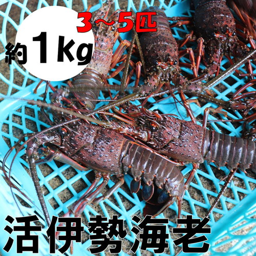 天然活伊勢海老 約1kg(御坊産)