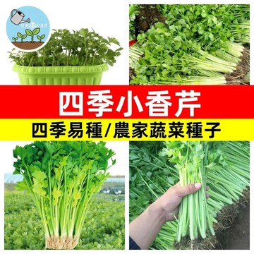 臺灣現貨 快發芽 四季小香芹種子 日本小香芹 耐熱耐寒 盆栽可種 當季可播 家庭菜園必備 香料盆栽 廚房隨手摘