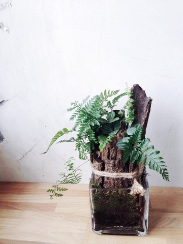被遺忘的森林 兔腳蕨室內植栽