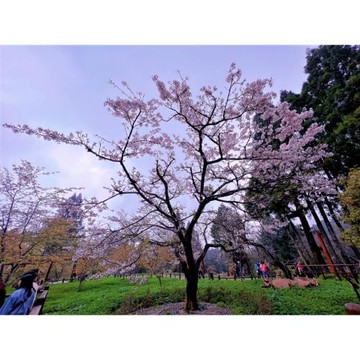 檔期限定~阿里山櫻花季.石棹櫻之道.奮起湖老街.入住園區飯店｜嘉義經典二日_25TSCYISG1