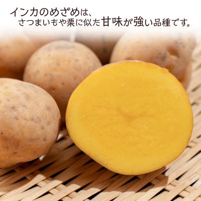 ふるさと納税 千歳市 馬鈴しょインカのめざめ 5kg×2箱