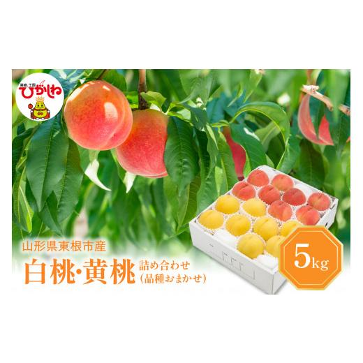 ふるさと納税 山形県 東根市 白桃＆黄桃 詰め合わせ (品種おまかせ) 5kg (12〜20玉) 東根農産センター提供