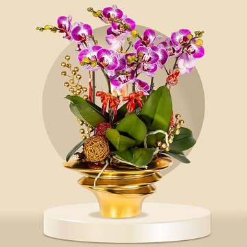 中花蝴蝶蘭富貴鳥中花6棵 (GF00067) 蘭花 新春蘭花 年花 自家蘭