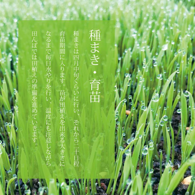 新潟県産コシヒカリ 新米 10kg ご馳走ごはん 精米 白米 令和5年産
