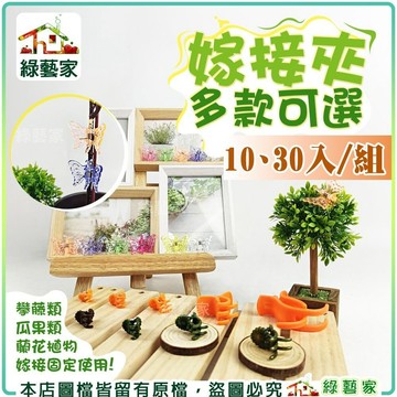 【綠藝家】多款嫁接夾系列30入/組、10入/組-橘色、棕色、綠色、蝴蝶固定夾 固定夾 嫁接夾 蘭花夾 蔬果夾 苦瓜夾