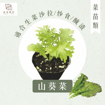 【拈花微笑】山葵菜｜3吋｜菜苗｜料理｜食用蔬菜｜調味料｜烹飪｜有機｜蔬果