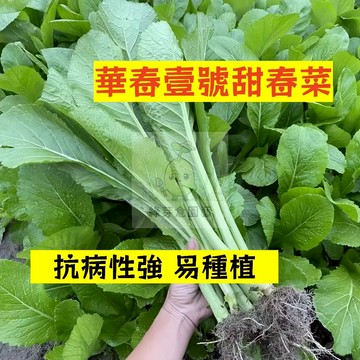 🌱早熟高產 華春壹號甜春菜種子CC-1不挑土壤 耐寒性高 生長勢快 抗病性強 大陸妹 芥菜 易種植 高產陽台盆栽蔬菜種籽