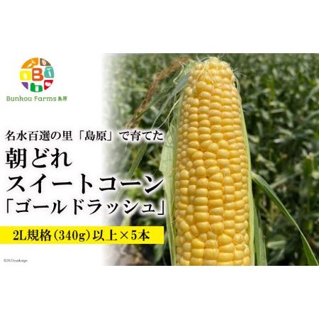 ふるさと納税 BE280　5月中旬から出荷！「朝どれスイートコーン！」2L×5本セット 〜名水百選の里 島原産〜 長崎県島原市