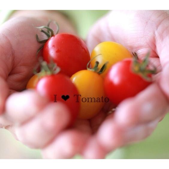 販売再開　トマト　ミニトマト　新鮮　生産者直送　赤と黄色のミニトマトが楽しめる6カップセット　プレゼントやお試しにおススメ