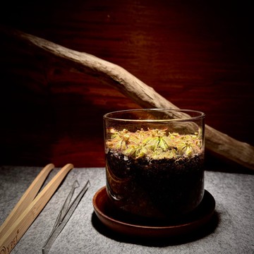 露捕之匣/SUNDROP/小毛氈苔清透玻璃盆栽