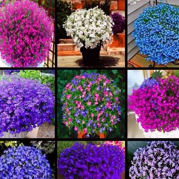 🌺【台灣現貨-隔日達】稀有六倍利花種籽  半邊蓮花種子 多色可選  花期超長  易爆盆  超低價格 發芽率高 開花超美