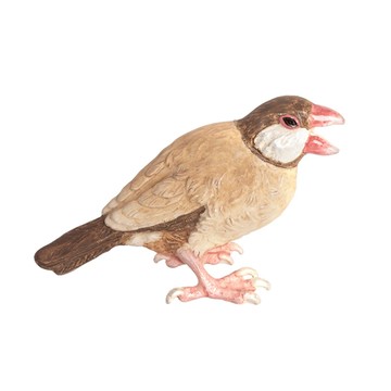 【Palnart Poc 官方正品】PB186 肉桂文鳥 造型胸針｜日本製 愛是狂氣 嫉妒愛生氣 Cinnamon