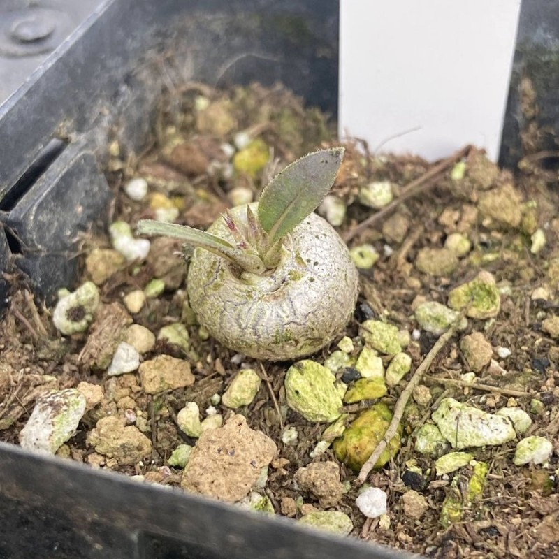 塊根植物】パキポディウム・エブレネウム Pachypodium Eburneum【2.5号