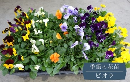 季節の花苗「ビオラ」